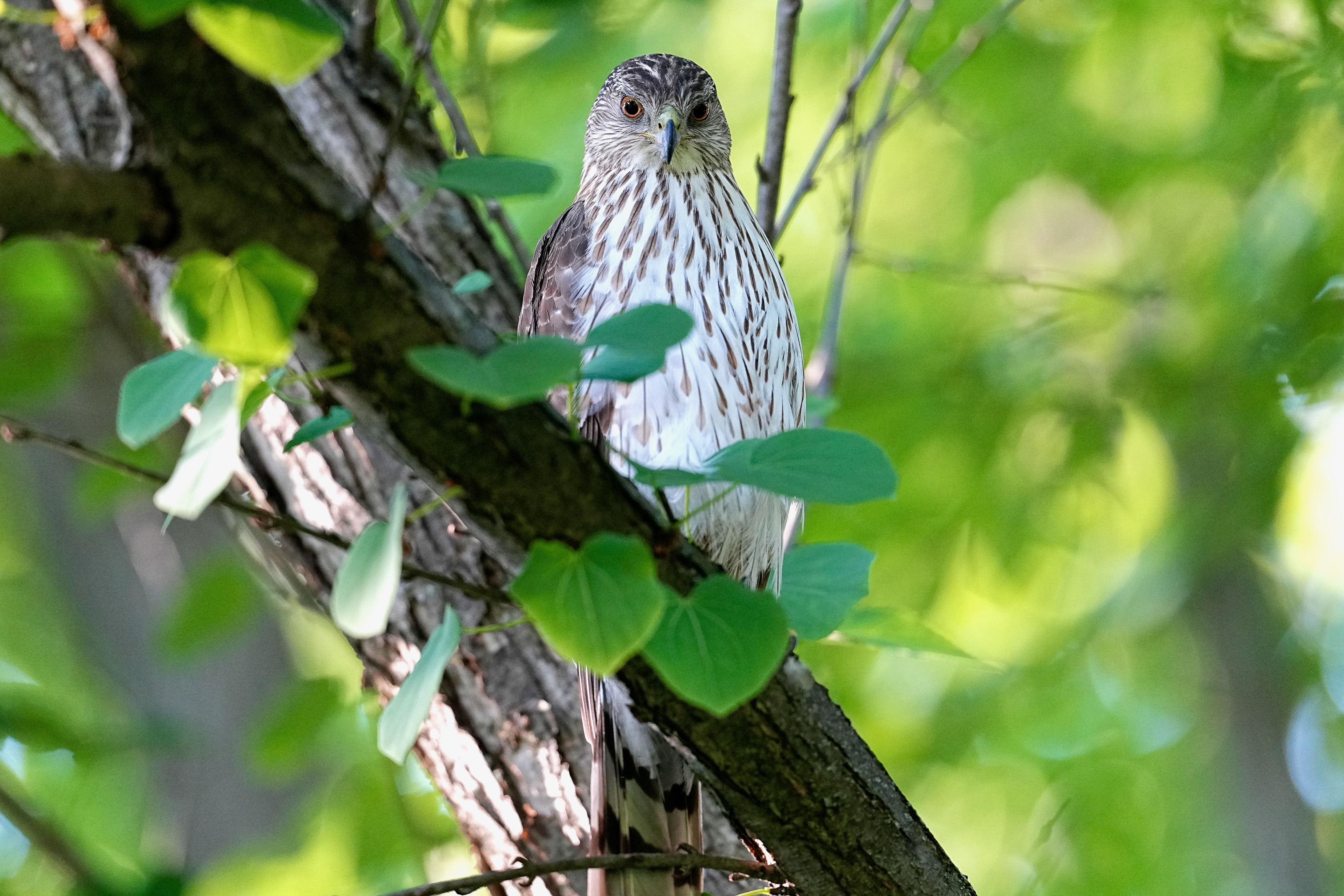 Cornell Campus Wildlife